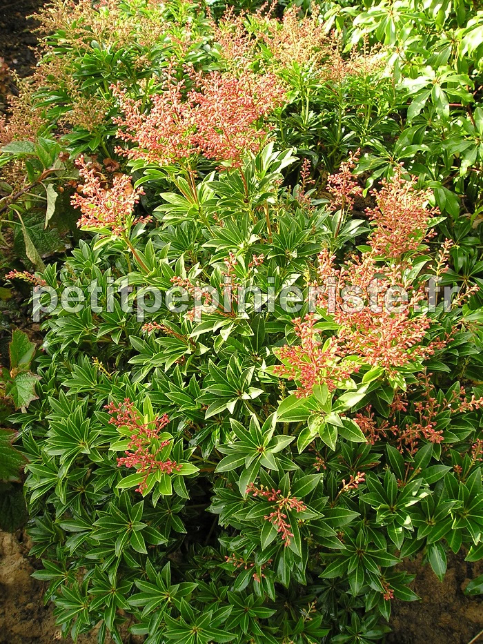 Pieris en vente